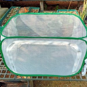 Mini Tent Greenhouse For Peyotes