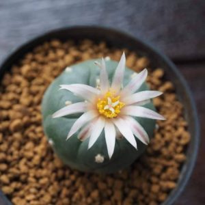 Alternative view of L. Koehresii cactus plant 2.5 to 3 cm diameter