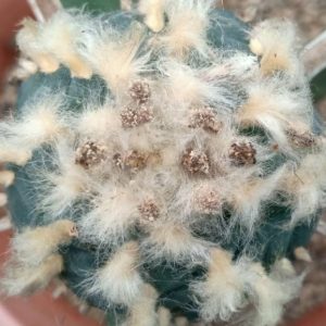 L. Fricii VM 680, SE of El Amparo, Coahuila