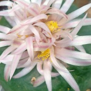 Alternative view of Lophophora koehresii variety La Morita S.L.P