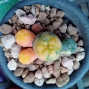 L.W Caespitosa Variegata