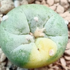 Alternative view of L.Fricii Variegata