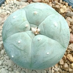 Alternative view of L.W Coahuila variety Parras