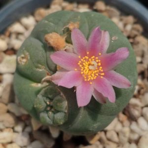 L.Fricii Coahuila Viesca