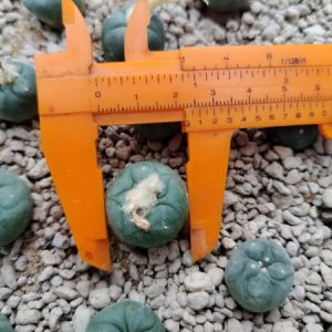 Alternative view of L.koehresii variety Morita S.L.P 2 to 2.5 cm diameter