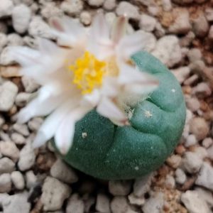 L.koehresii variety Morita S.L.P 2 to 2.5 cm diameter