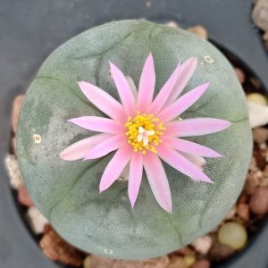 Alternative view of L.Fricii cv Ibo