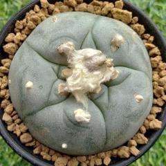 Alternative view of L.W cactus plant 5 to 5.5 cm diameter