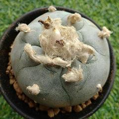 L.W cactus plant 5 to 5.5 cm diameter