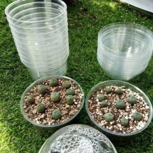 Alternative view of Plastic container special cactus germination 3 3/4″ (9.5cm) diameter