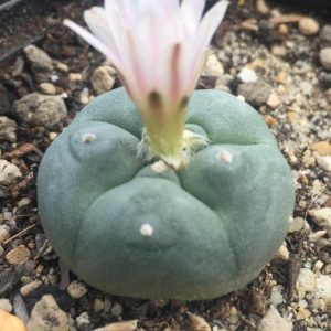 Alternative view of L.W cactus plant 4cm diameter