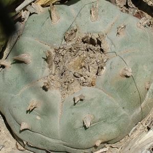 L.W Coahuila variety Saltillo Monclova