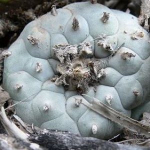 L.W Coahuila variety Parras