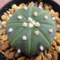 Astrophytum Asterias Nudum 4.5 to 5cm diameter cactus