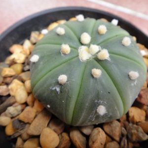 Alternative view of Astrophytum Asterias Nudum 4.5 to 5cm diameter cactus