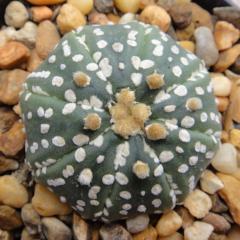 astrophytum asterias “super kabuto”- 4cm diameter