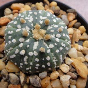 Alternative view of astrophytum asterias “super kabuto”- 4cm diameter