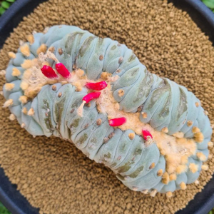 Alternative view of L.Fricii Cristata