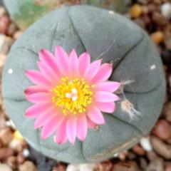 3 L.Fricii cactus plants 3 to 4 cm diameter