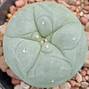 Alternative view of L.Diffusa cv Koike plant 3.5 to 4 cm diameter