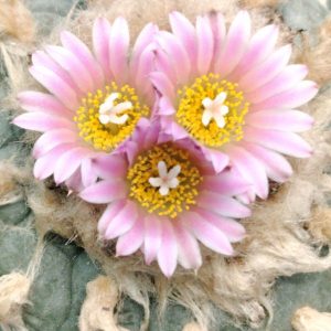 Alternative view of L.fricii cv Ibo Ginkamuri