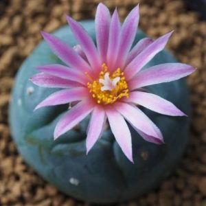 Alternative view of L. Fricii variety Super White