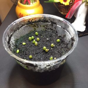 Alternative view of Germination Kit #1