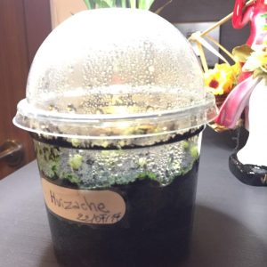 Germination Kit #3 (Without seeds)