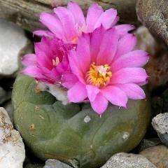 Fricii purple flower