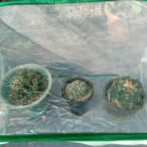 Alternative view of Mini Tent Greenhouse For Peyotes