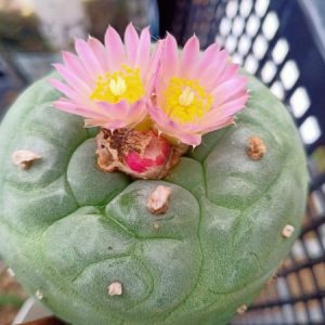 Alternative view of L.Fricii cv Ooibo