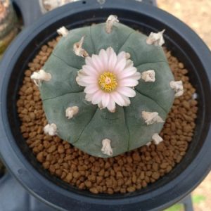 Pot special Lophophora-large size