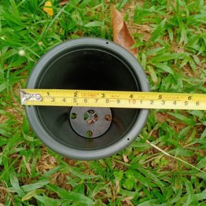 Alternative view of Pot special Lophophora-large size