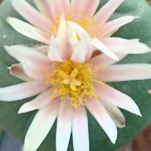 Alternative view of L. Fricii VM 680, SE of El Amparo, Coahuila